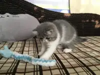 Экзотические короткошёрстные котята, фотография 3
