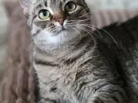 Котенок подросток Манюня