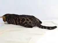 Угольный бенгальский котенок подрощенный, фотография 7