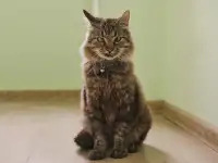 Умный молодой кот Шурик в дар, фотография 2