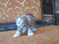 котята шотландские, фотография 6
