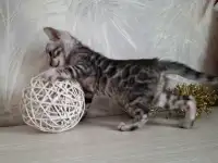 Бенгальские котята, фотография 2