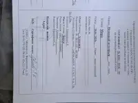 Щенки ягдтерьера