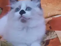 КОТЯТА  РЭГДОЛЛ, фотография 7