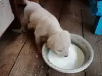 Отдам в хорошие руки