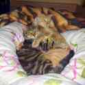 Котик в добрые руки, фотография 4
