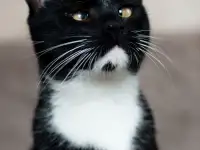 Котик в дар