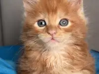 Котята Мейн-кун