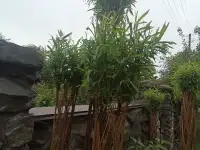 Живая пальма из ивы, фотография 3