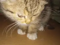 Найден котёнок, фотография 4