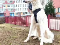 Русская Псовая Борзая, фотография 4
