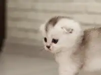 Котята шотландские, фотография 7