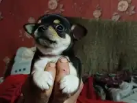Чихуашки, фотография 10