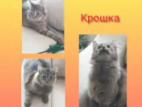 Крошка в дар