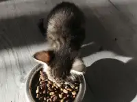 Отдам котят в хорошие руки, фотография 2