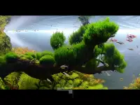 Растения для аквариума Мох Флейм Flame moss, фотография 2