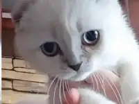 Шотландские котята, фотография 5