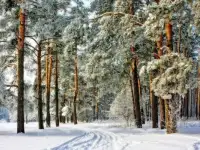 Дом в г. орша Беларусь, фотография 3