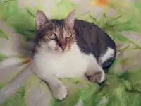 Умный и добрый кот Ромка в дар