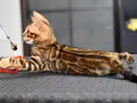 Бенгальские котята из питомника, фотография 4