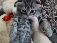 Шотландские котята, фотография 3