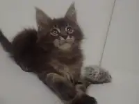 Мейн Кун, фотография 11