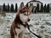 Продаю щенков хаски, фотография 2