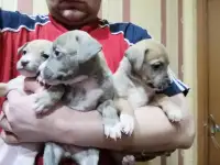Щенки ам. стаффа