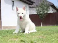 Сибирский хаски