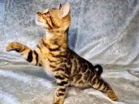 Бенгальские котята