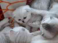 Котята, фотография 6