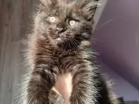 Продажа котят мейн-кунов