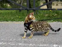 Чистокровные бенгальские котята