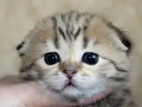 ЗОЛОТАЯ ШИНШИЛЛА шотландские котята