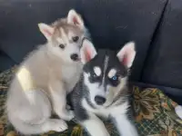 Щенки хаски