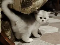 Шотландский котенок, кот., фотография 2