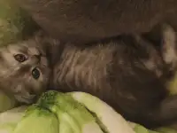 Котята, фотография 5