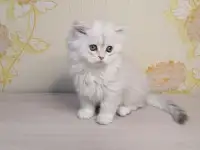 Британская кошечка, фотография 3
