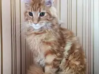 МЕЙН-КУН (КОТЯТА), фотография 2