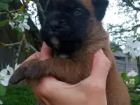 Щенки боксера