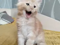 Мейн кун котята, фотография 4