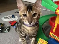 Бенгальский котенок. Мальчик, фотография 4