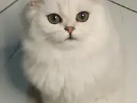 Британская серебристая шиншилла, фотография 2