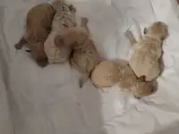 Продам щенков малого пуделя
