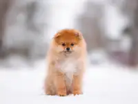 Мальчик шпица, фотография 4