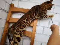 Бенгальские котята разного возраста и окраса, фотография 5