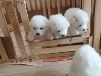 Щенки, фотография 1