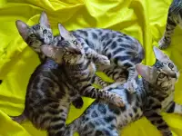 Продам бенгальских котят, фотография 3