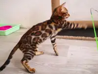 Бенгальские котята мальчики и девочки, фотография 5