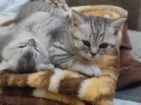 Шотландский котята, фотография 6